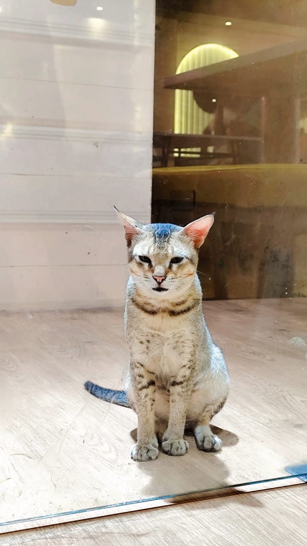 Royal Cat